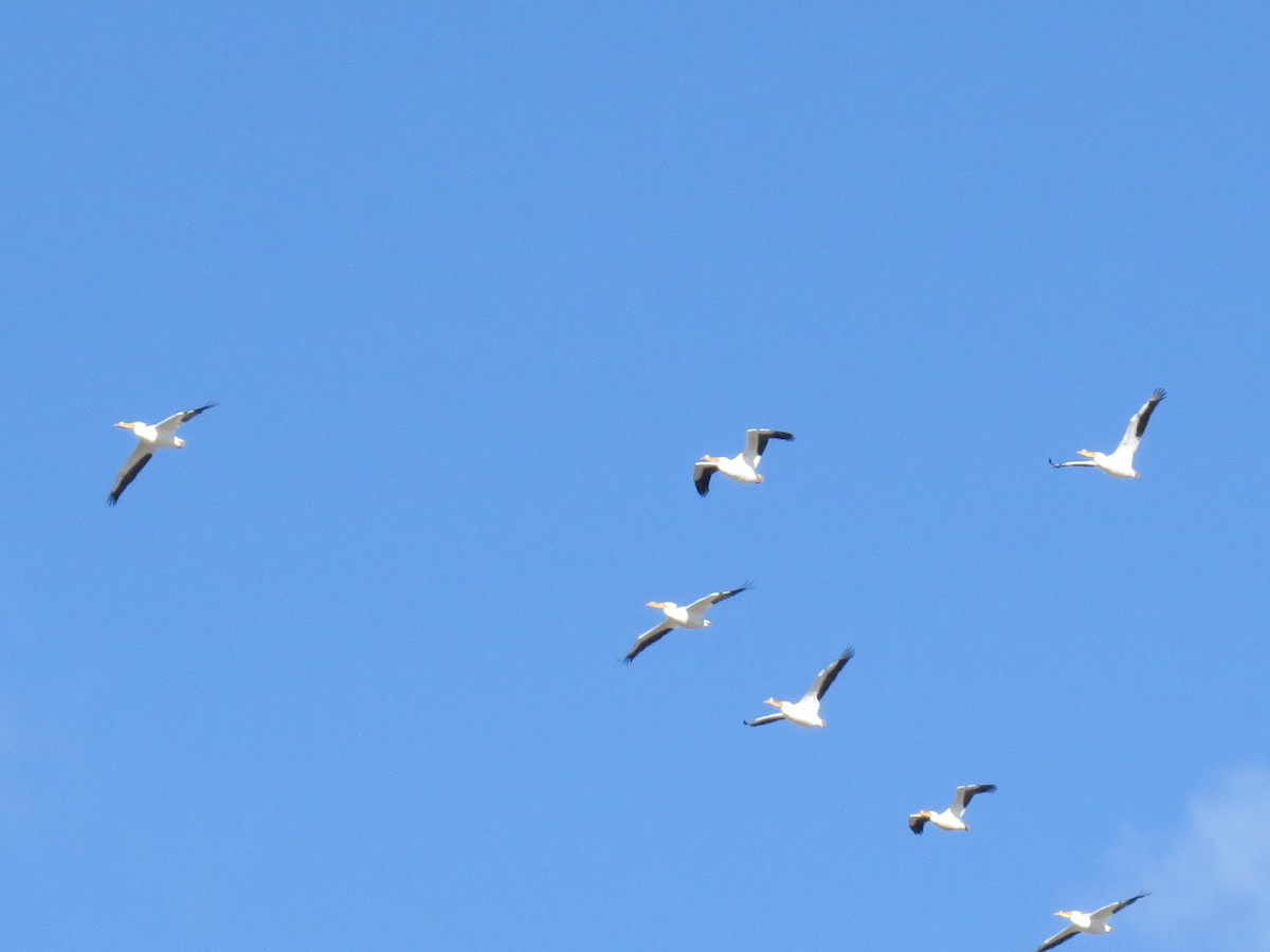 American White Pelican - ML321594121