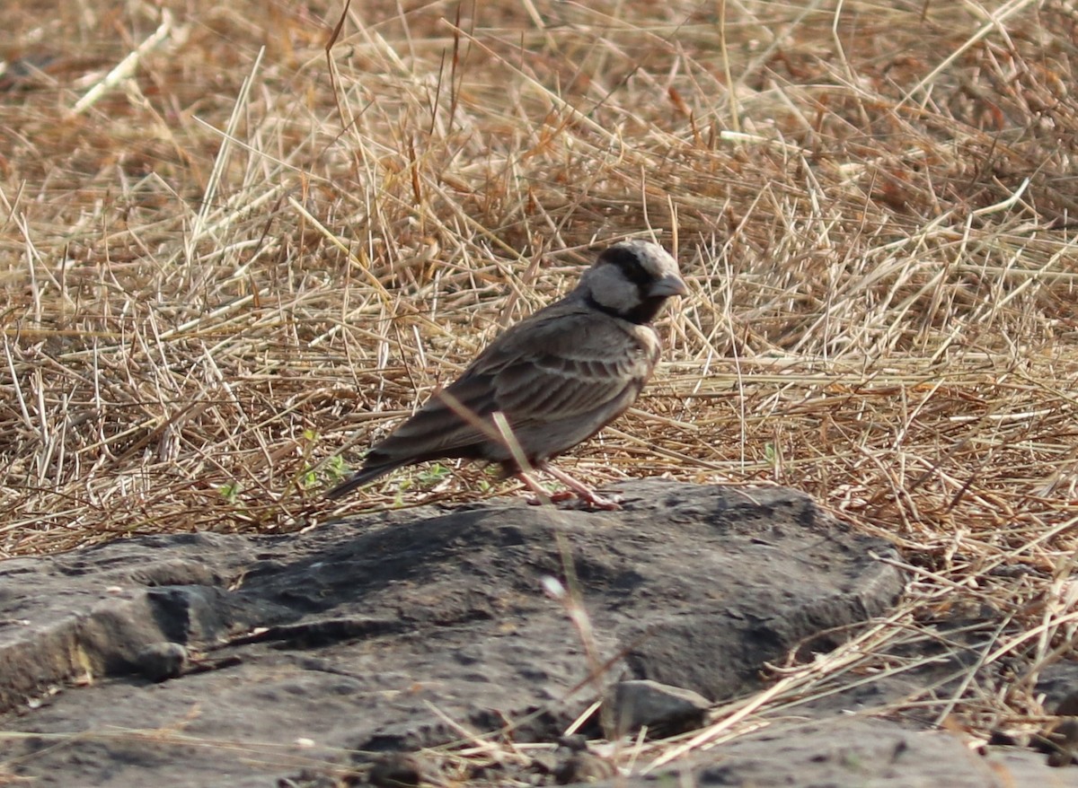 Ashy-crowned Sparrow-Lark - ML321594531