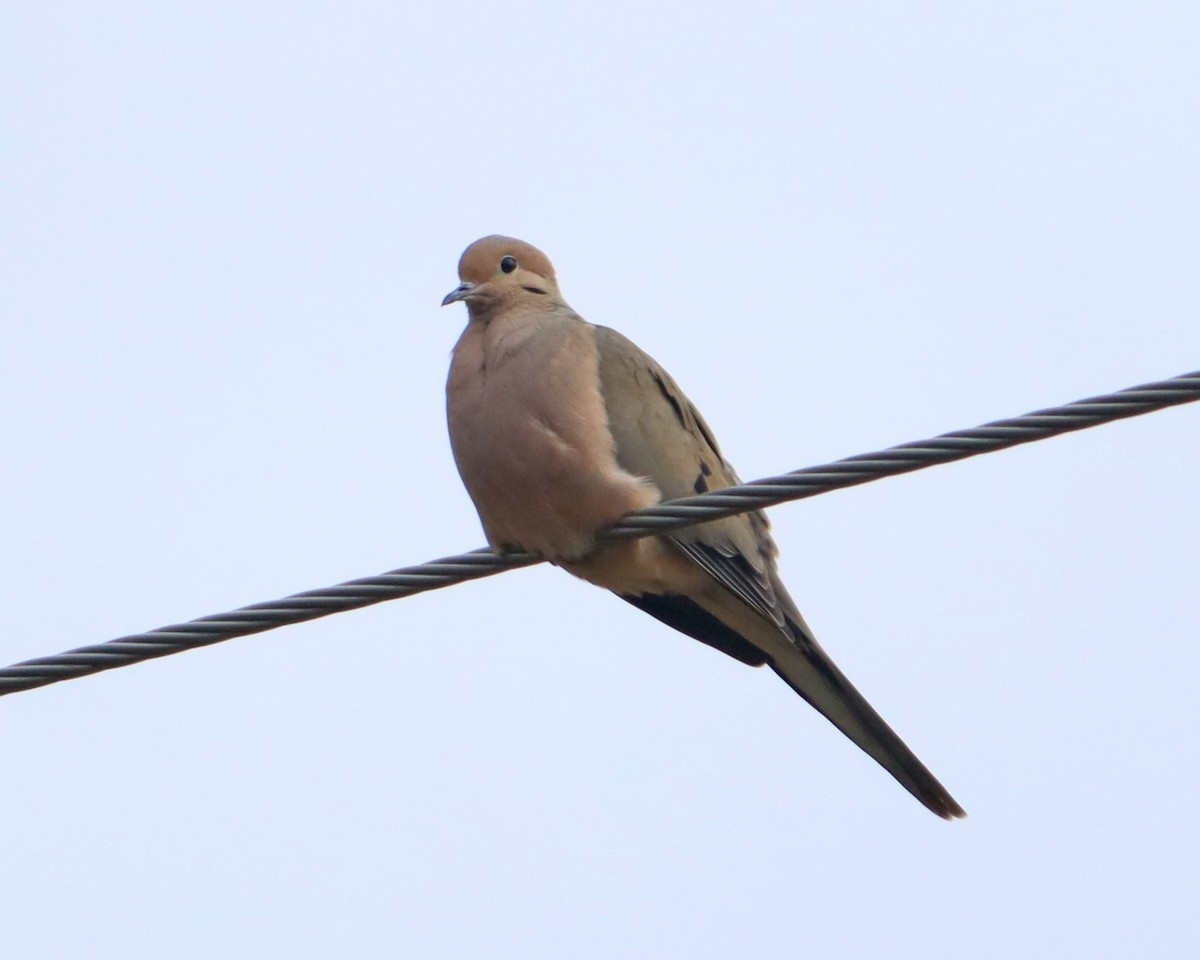 Mourning Dove - Dan Kempf