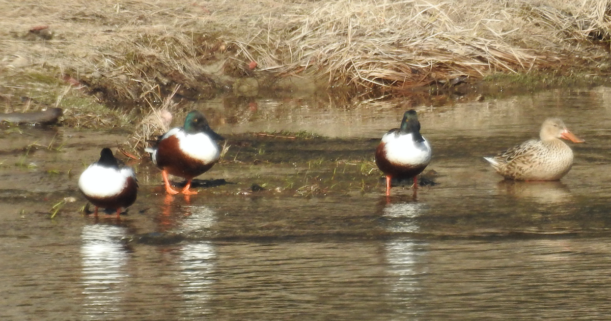 Northern Shoveler - ML321596841