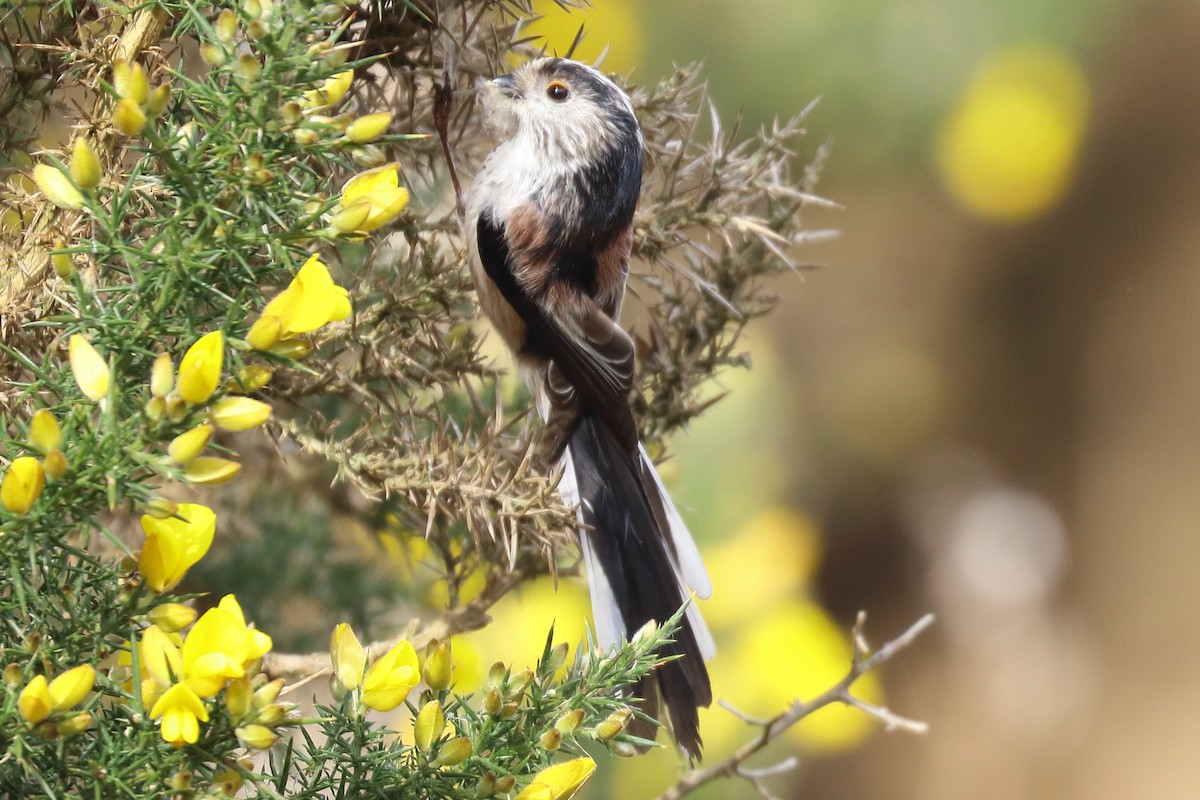 Long-tailed Tit - ML321598091