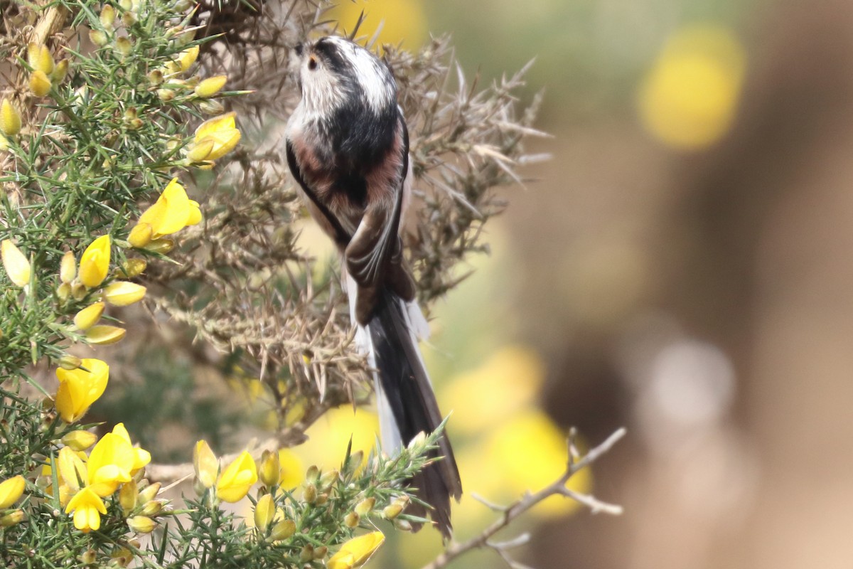 Long-tailed Tit - ML321598101