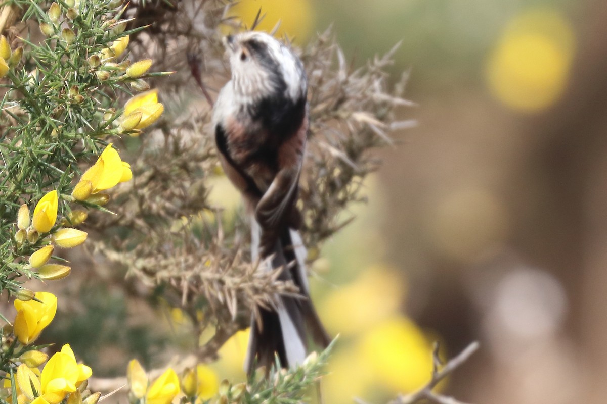 Long-tailed Tit - Bruce Kerr