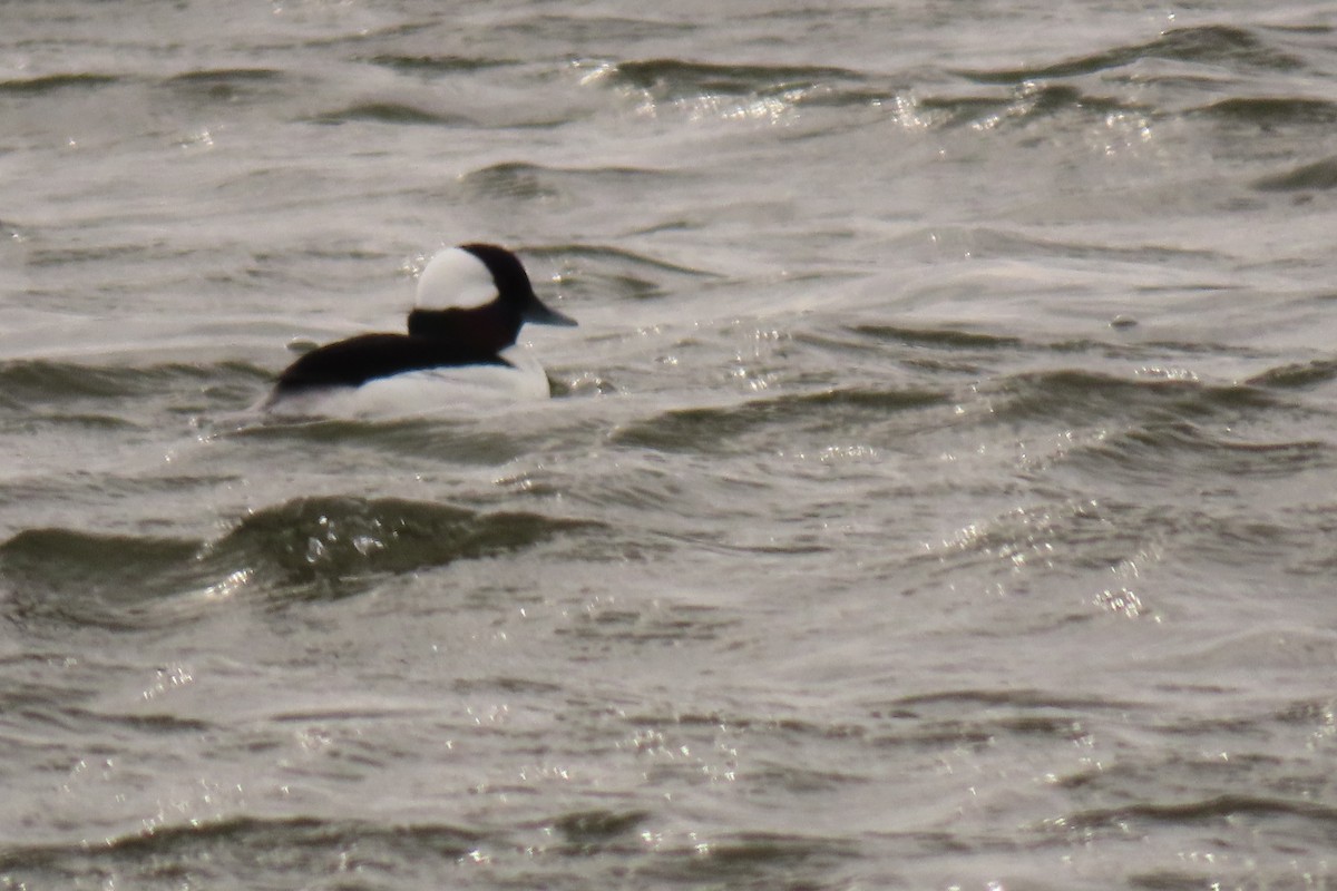 Bufflehead - ML321598171