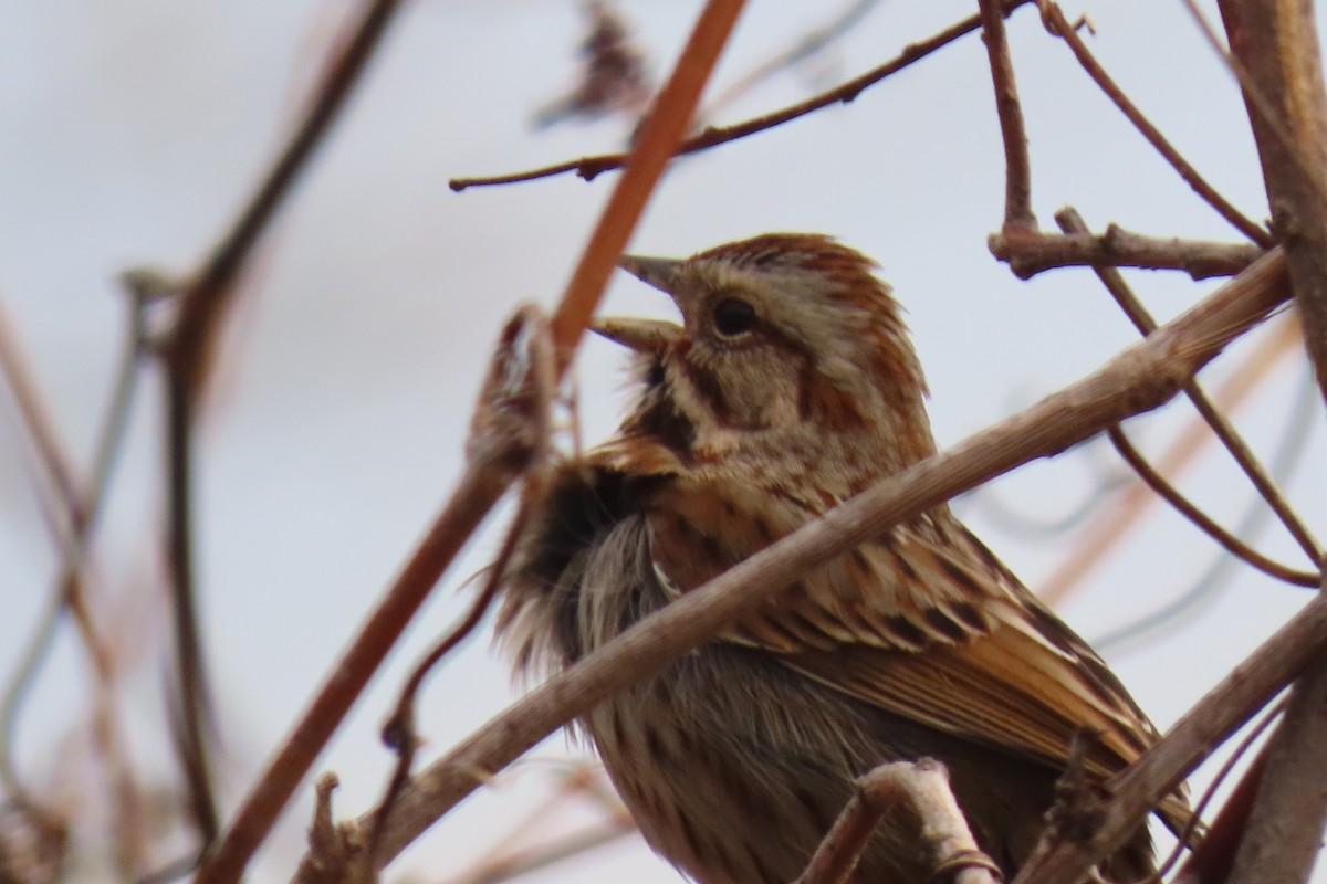 Song Sparrow - ML321598661