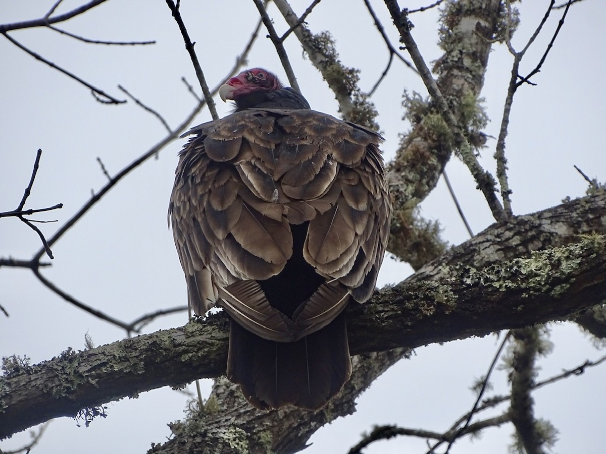 Turkey Vulture - ML321599911