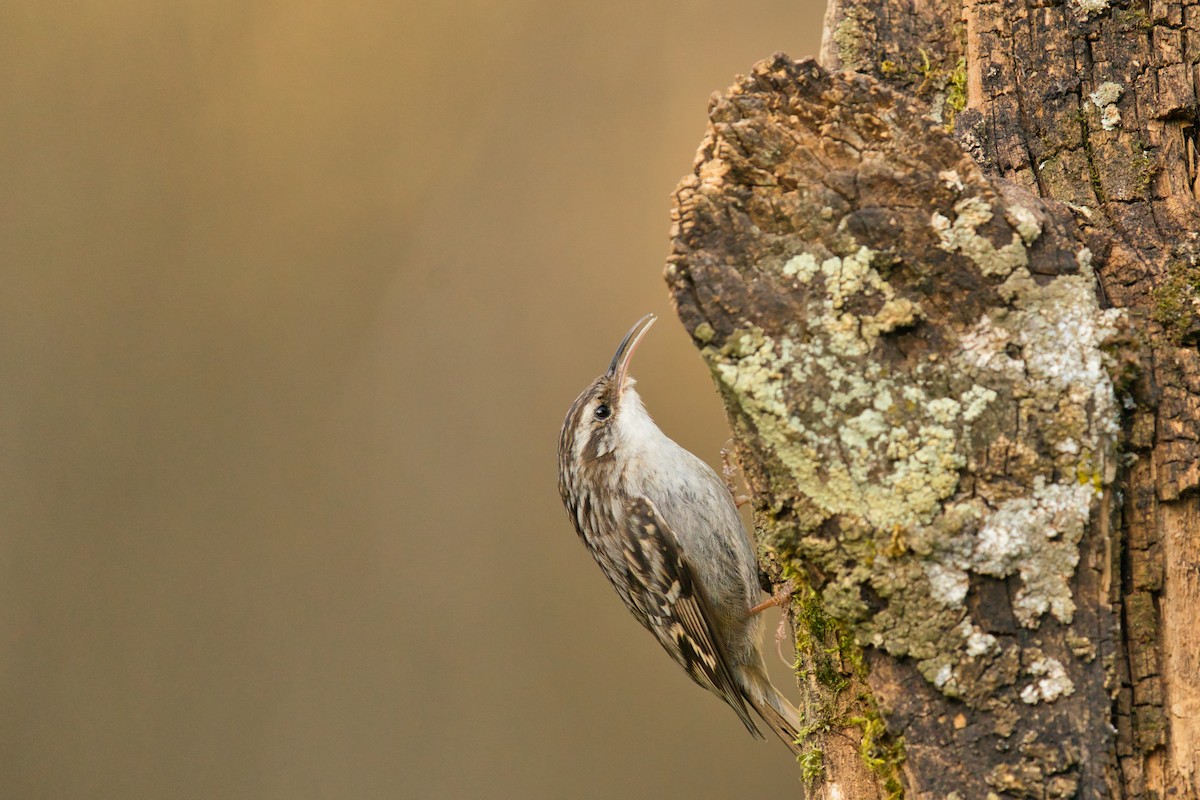 Short-toed Treecreeper - ML321600301