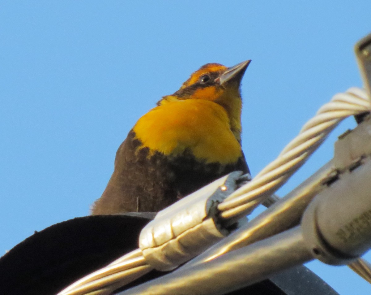 Yellow-headed Blackbird - ML32160051