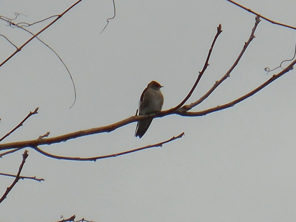 Northern Rough-winged Swallow - ML321600661