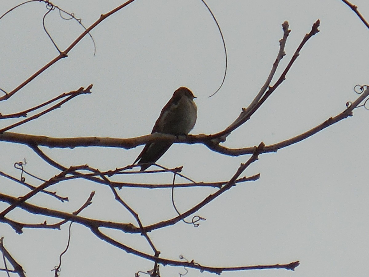 Northern Rough-winged Swallow - ML321600731