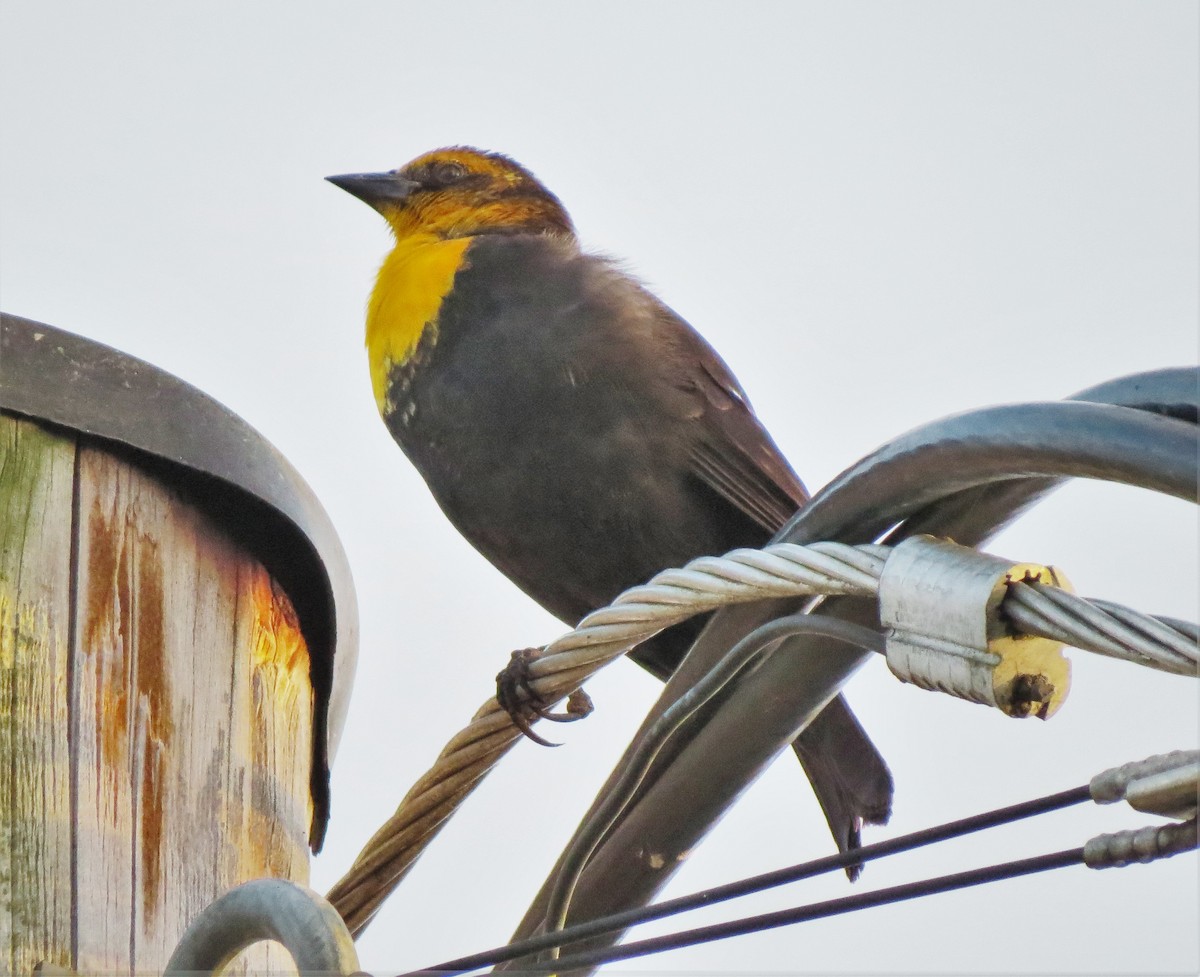 Yellow-headed Blackbird - ML32160081