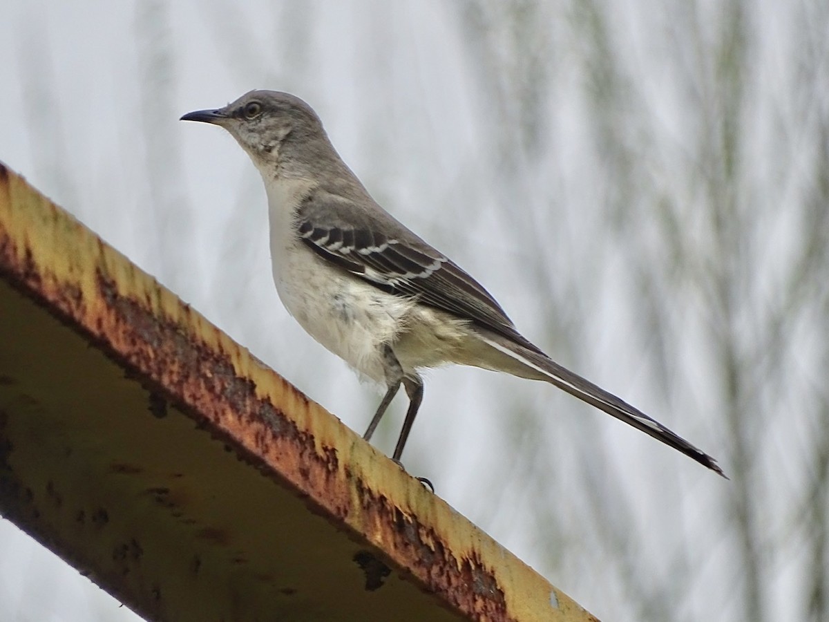 Northern Mockingbird - ML321600991