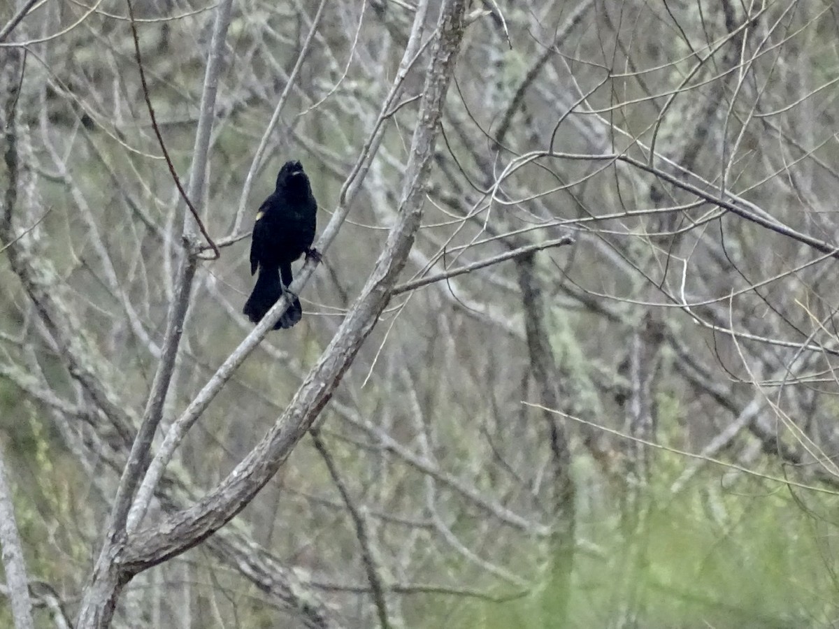 Red-winged Blackbird - ML321601611