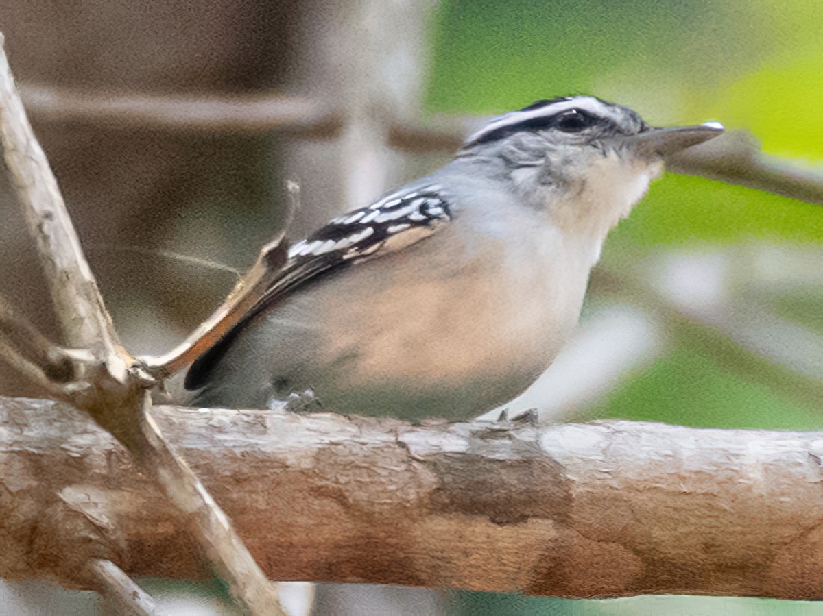 Todd's Antwren - Herpsilochmus stictocephalus - Birds of the World