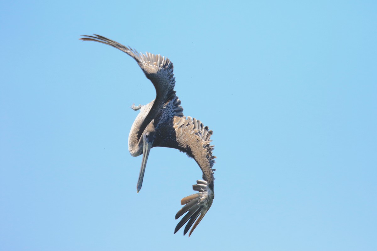 Brown Pelican - ML32160261