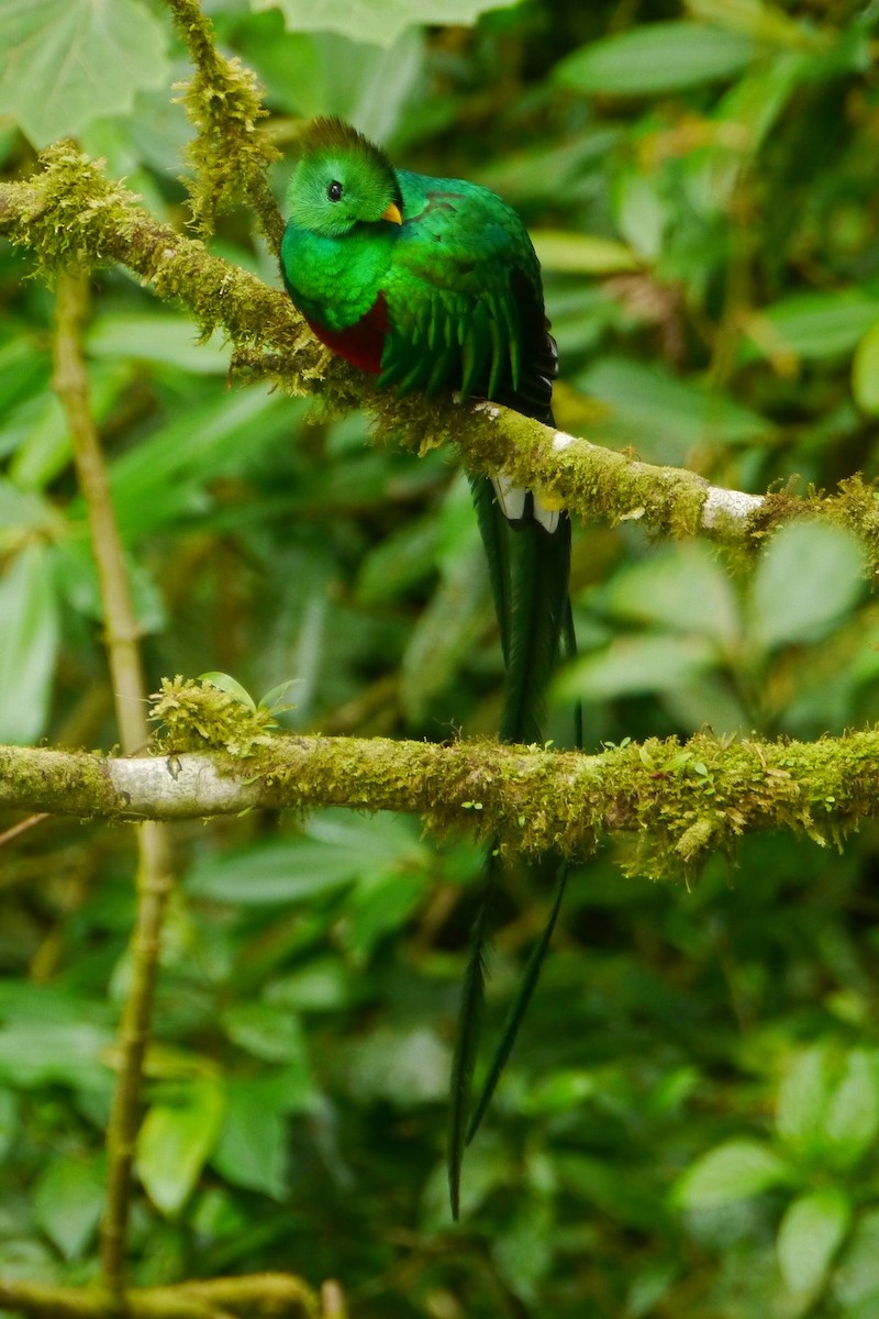 Quetzal resplendissant - ML321603631