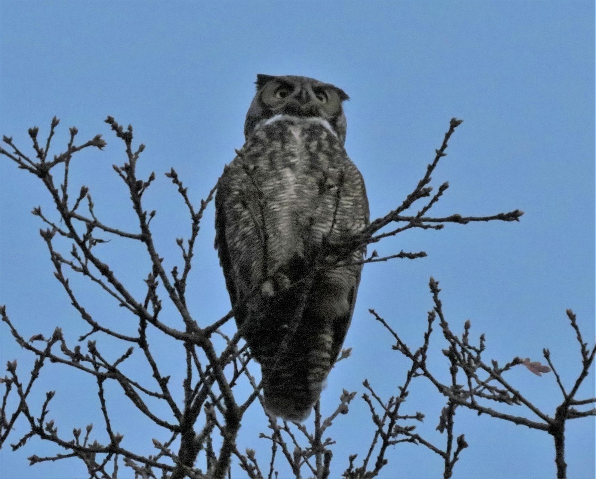 Great Horned Owl - ML32160391