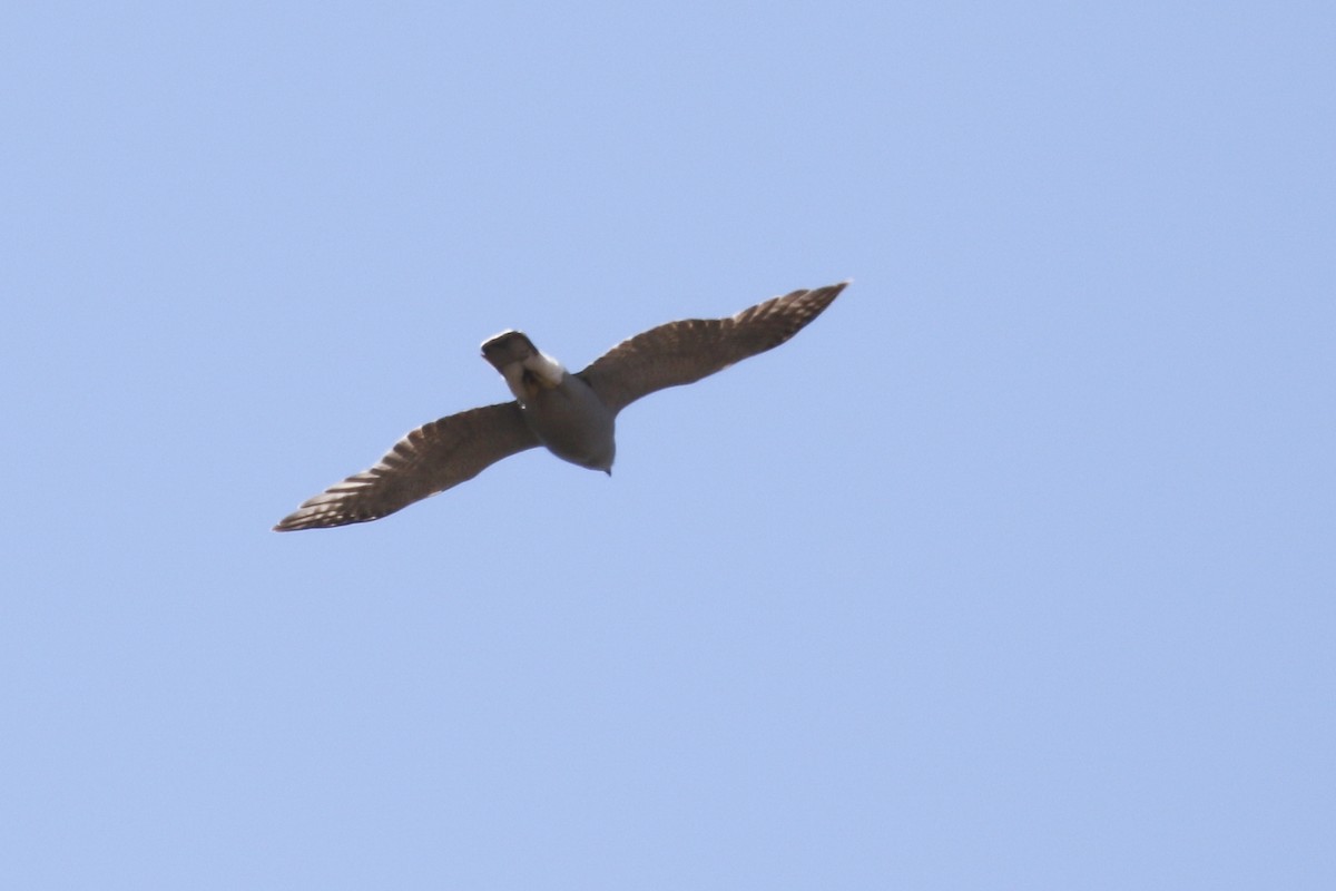 American Goshawk - ML321604041