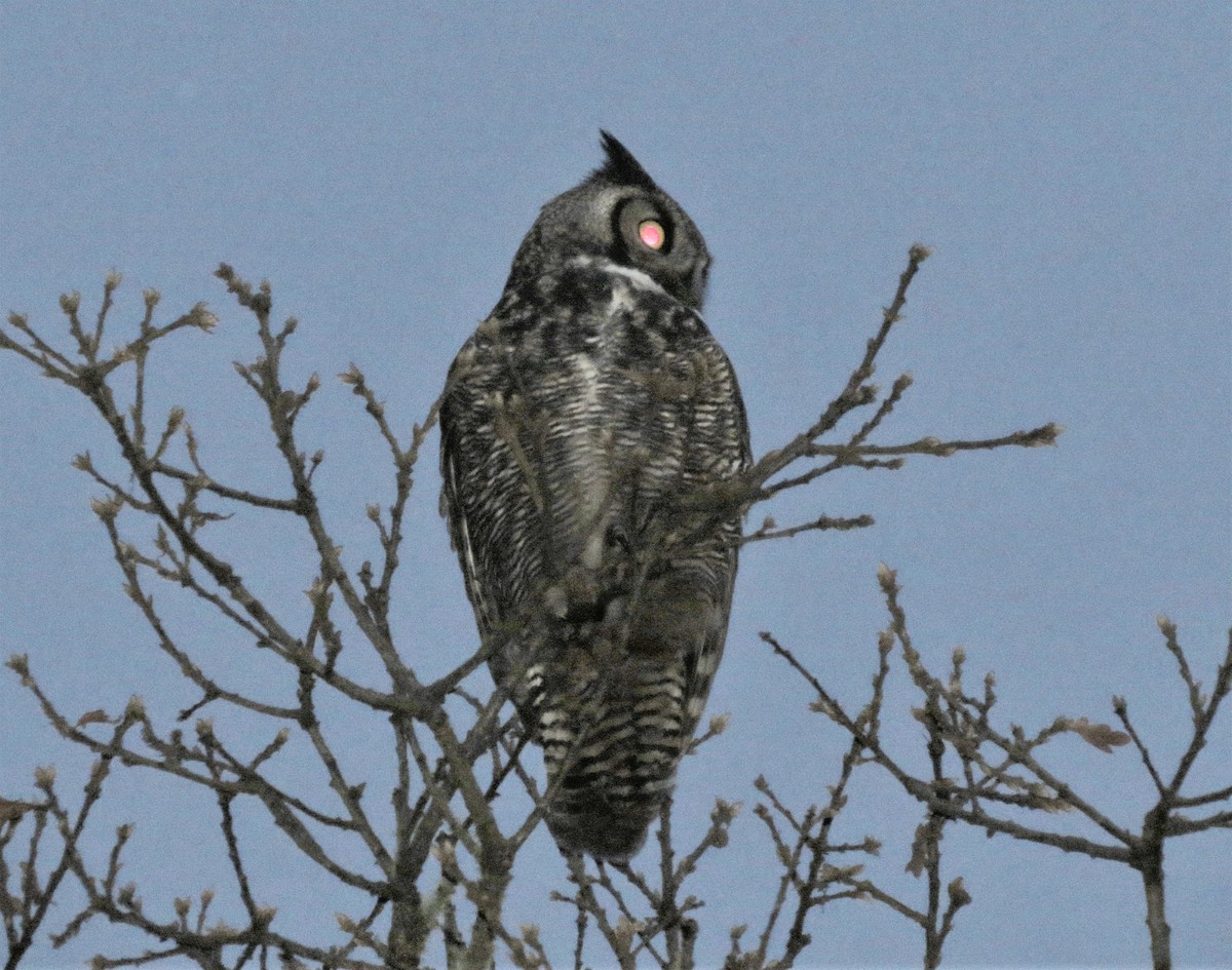 Great Horned Owl - ML32160411
