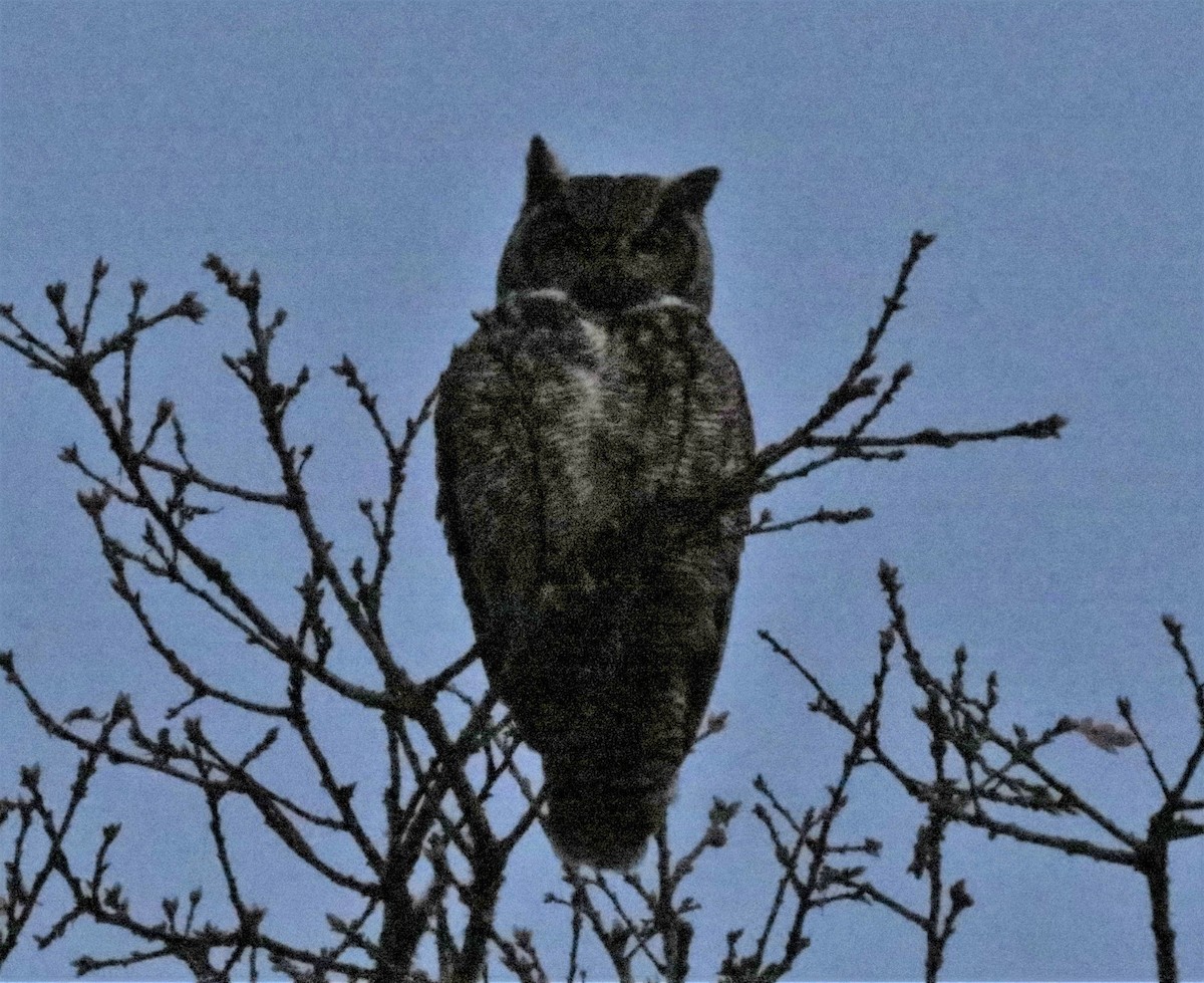 Great Horned Owl - ML32160431
