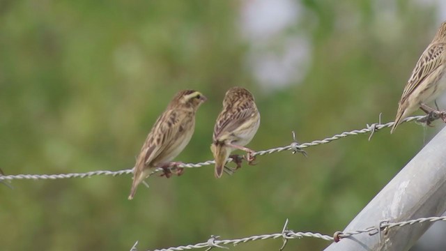 Yellow-crowned Bishop - ML321604981