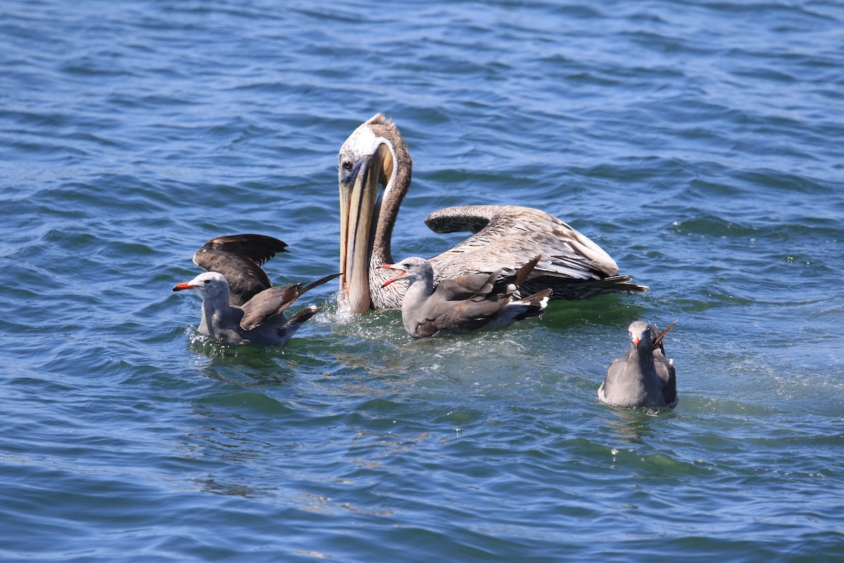 Brown Pelican - ML32160501