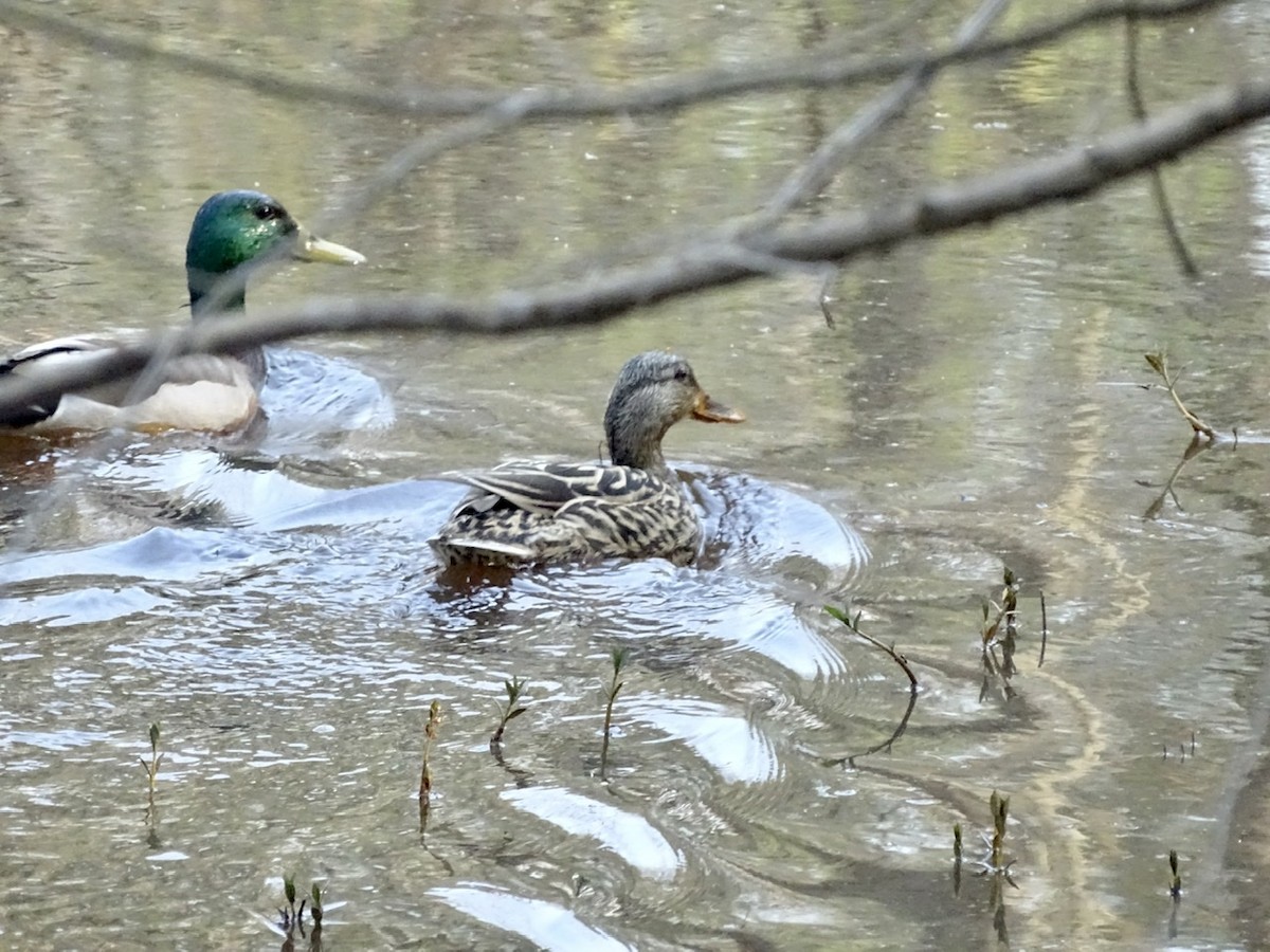 Mallard - ML321606211