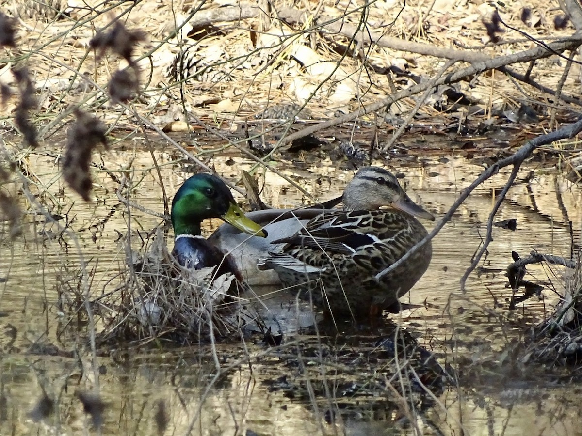 Mallard - ML321606221
