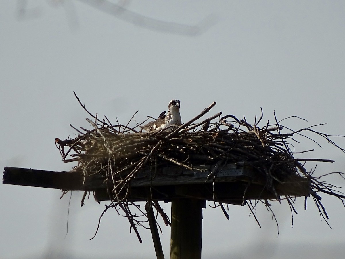 Osprey - Fleeta Chauvigne