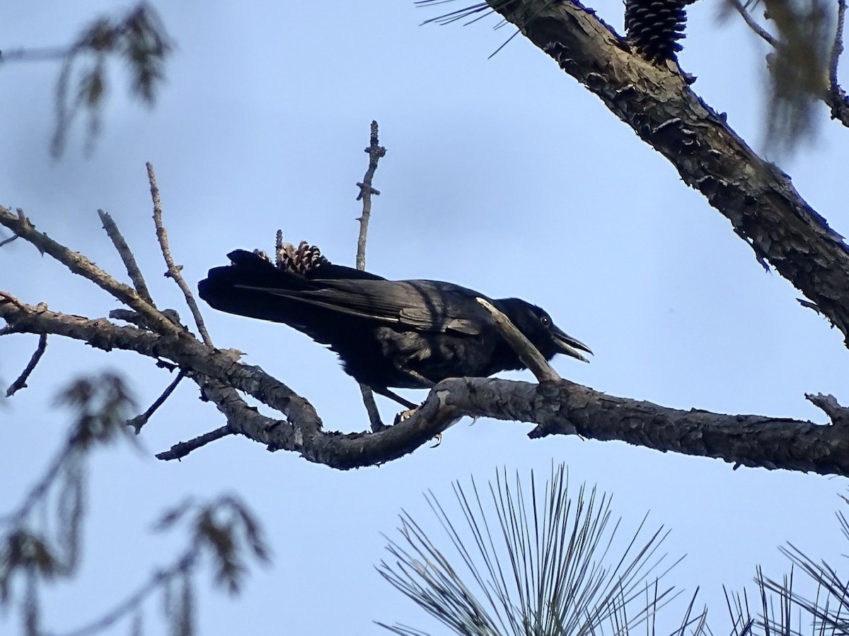 Fish Crow - ML321606631