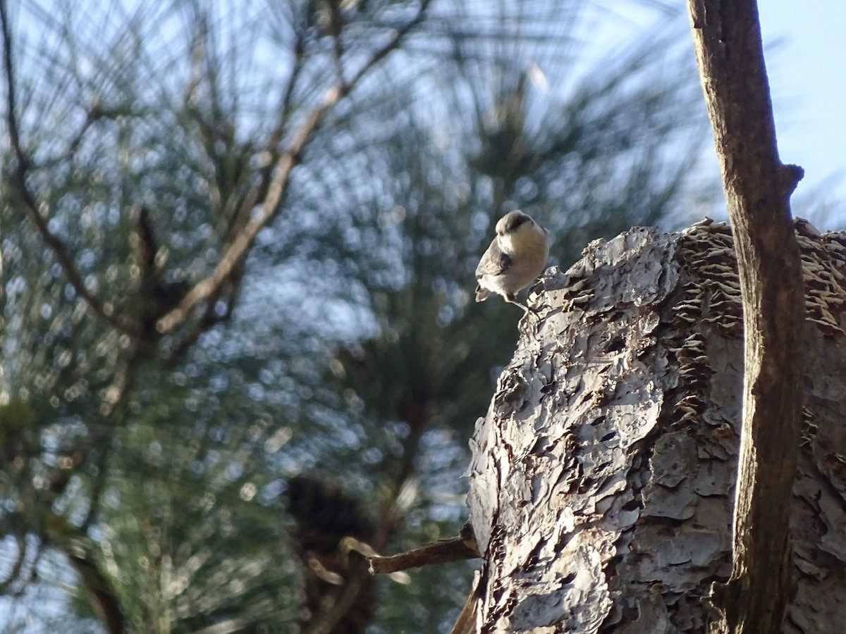 Brown-headed Nuthatch - ML321606731