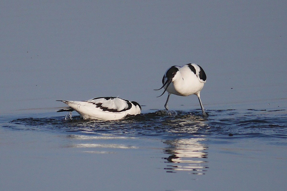 Pied Avocet - ML321607701