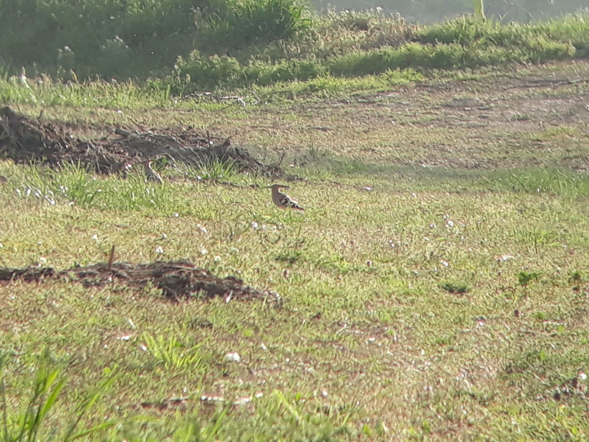 Common Hoopoe - ML321610831