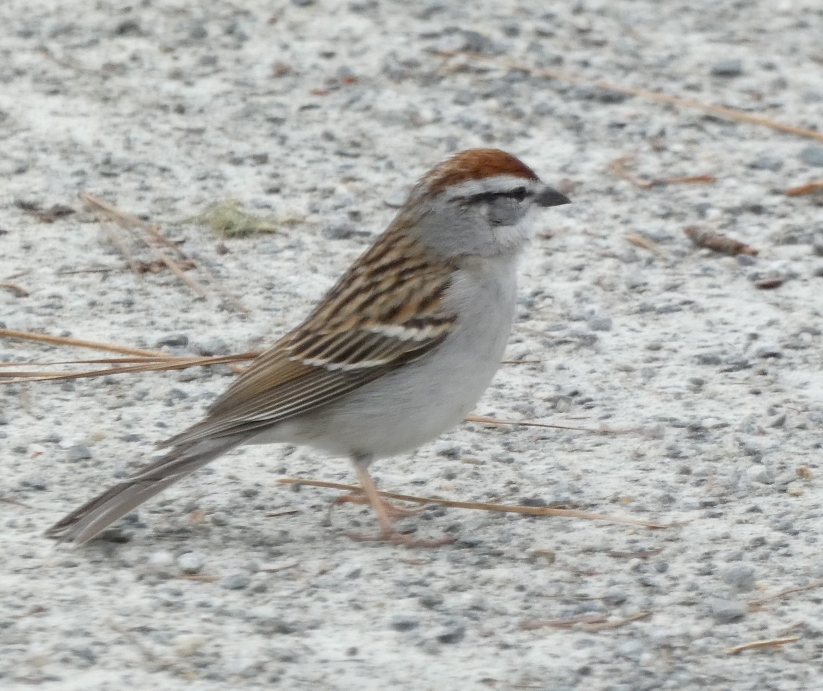 Chipping Sparrow - ML321611291