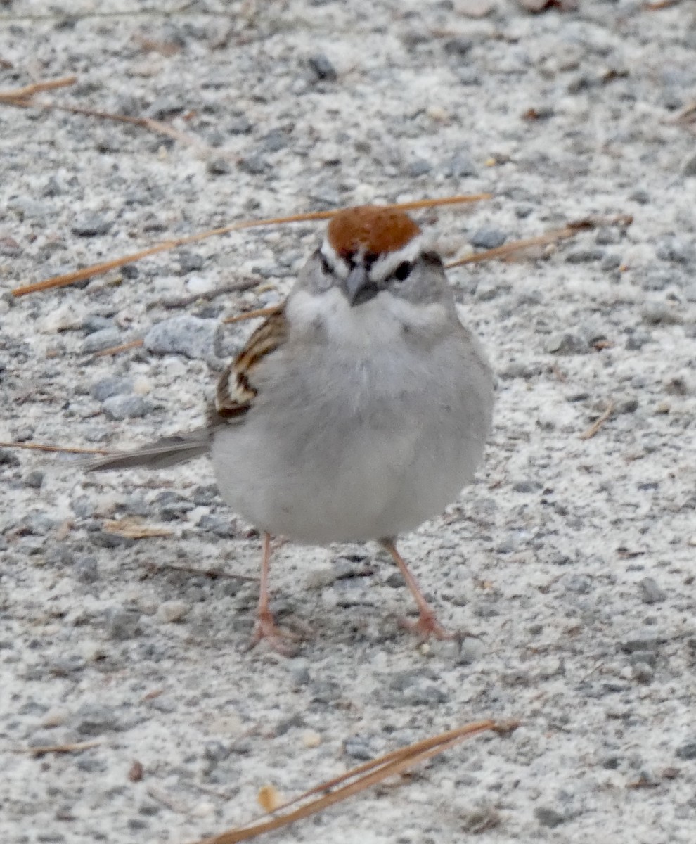 Chipping Sparrow - ML321611301