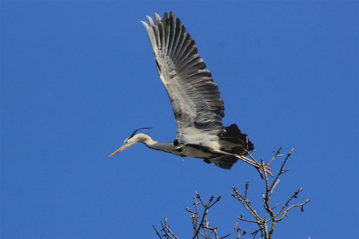 Gray Heron - Salih MALAKCIOGLU