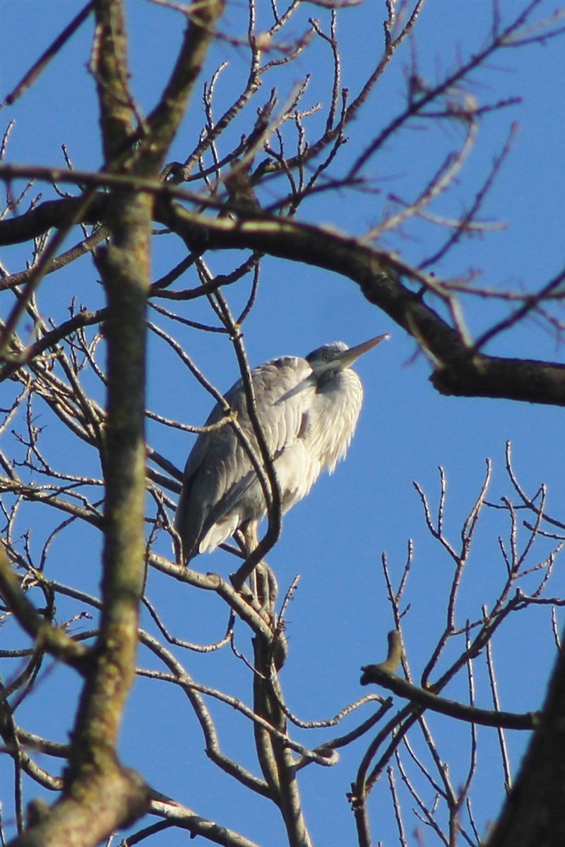 Gray Heron - Salih MALAKCIOGLU