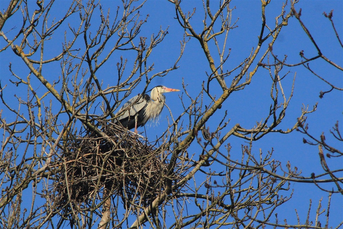 Gray Heron - ML321611381