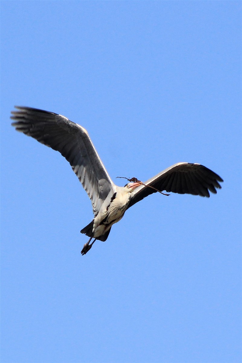 Gray Heron - Salih MALAKCIOGLU