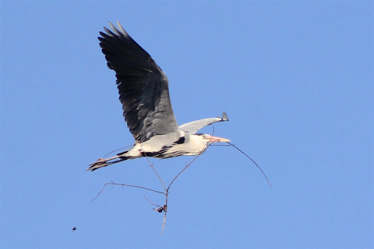 Gray Heron - Salih MALAKCIOGLU