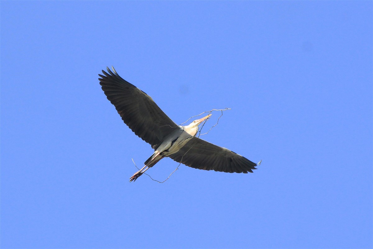 Gray Heron - ML321611441