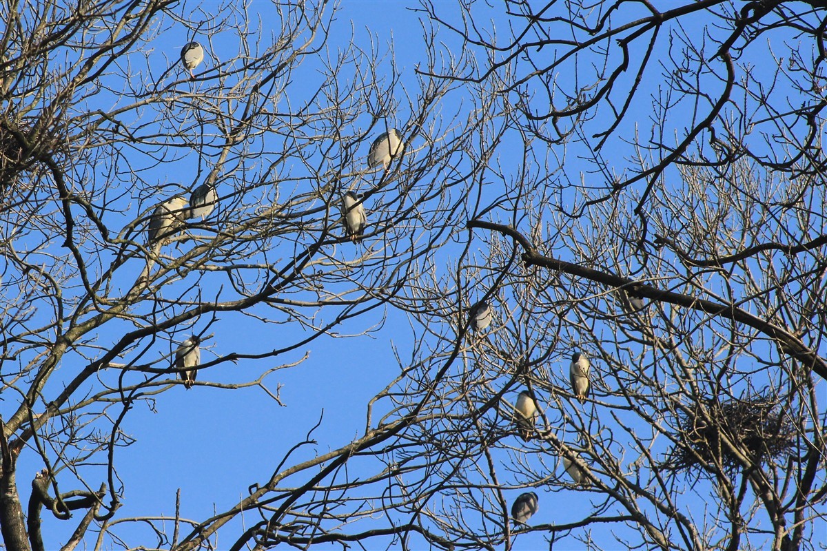 Black-crowned Night Heron - ML321611461