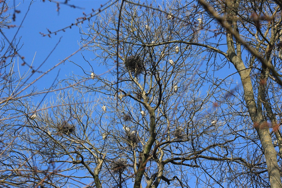 Black-crowned Night Heron - ML321611501