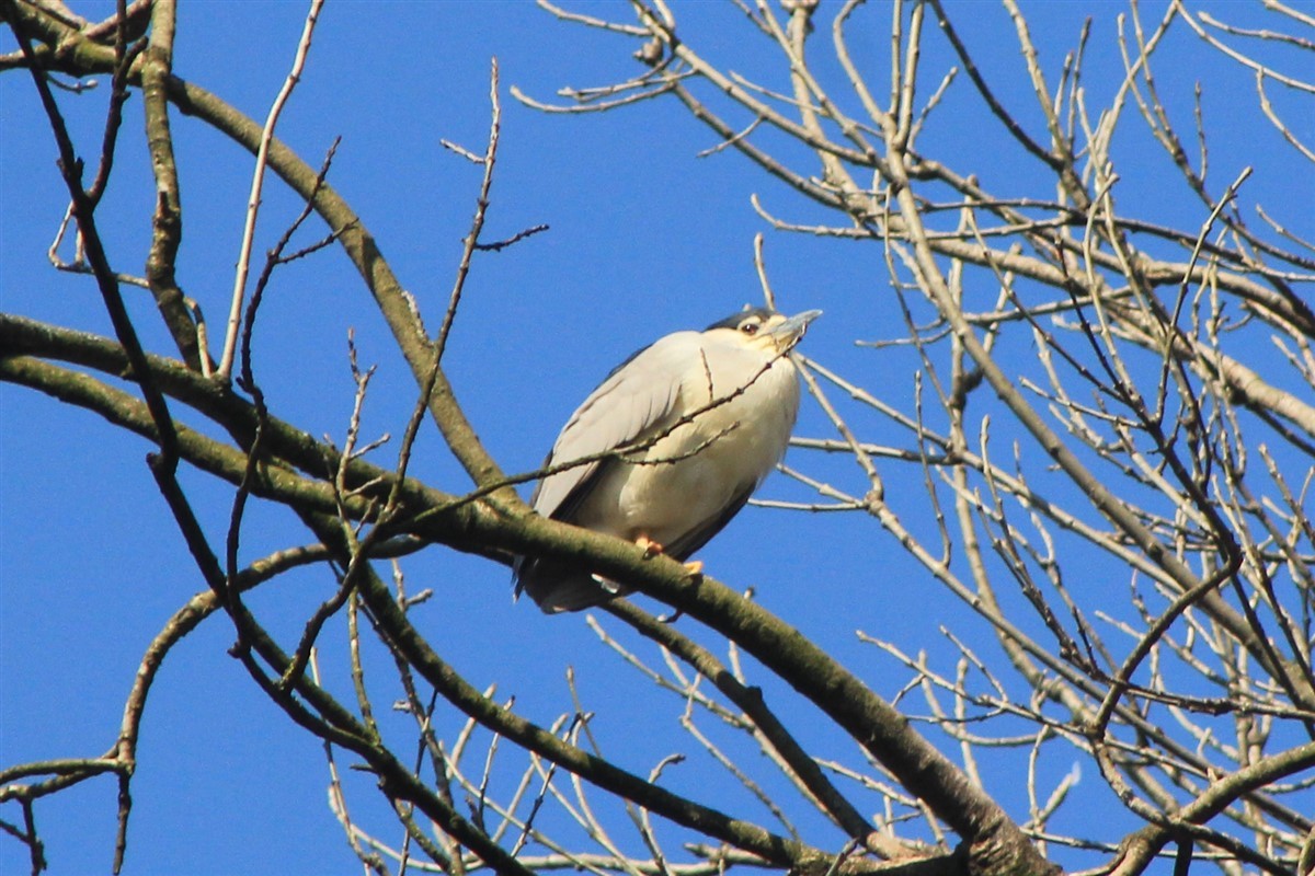 Black-crowned Night Heron - ML321611521