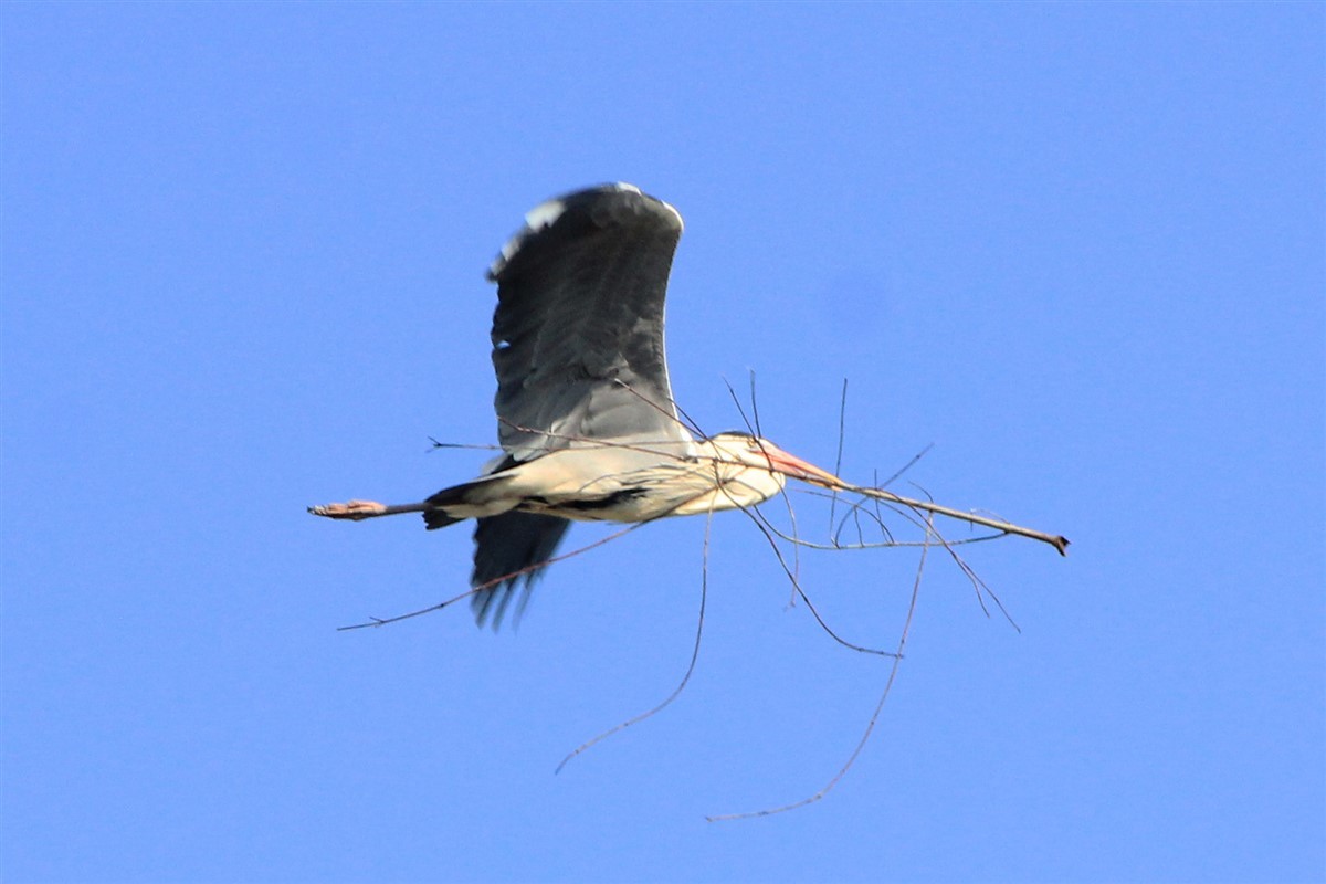 Gray Heron - ML321611531