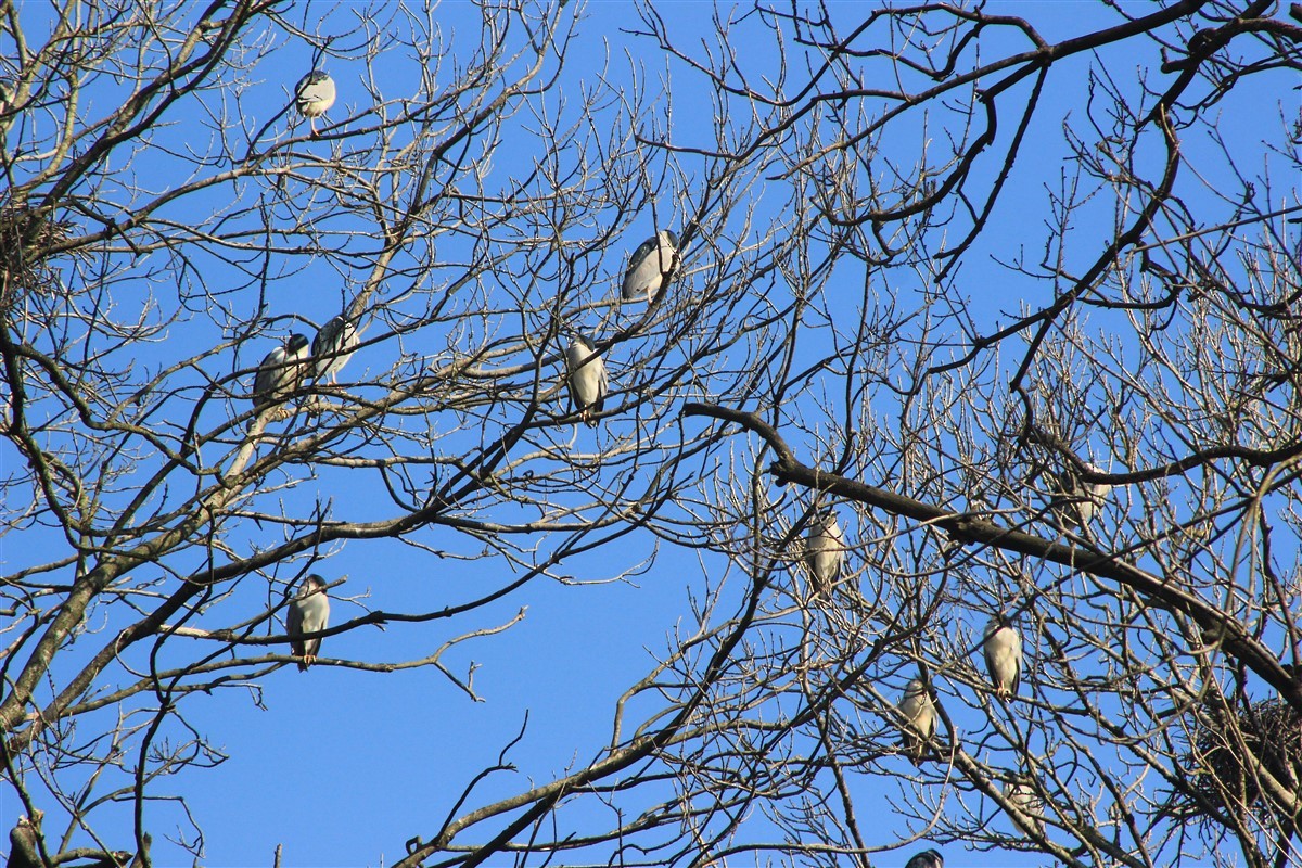 Black-crowned Night Heron - ML321611541