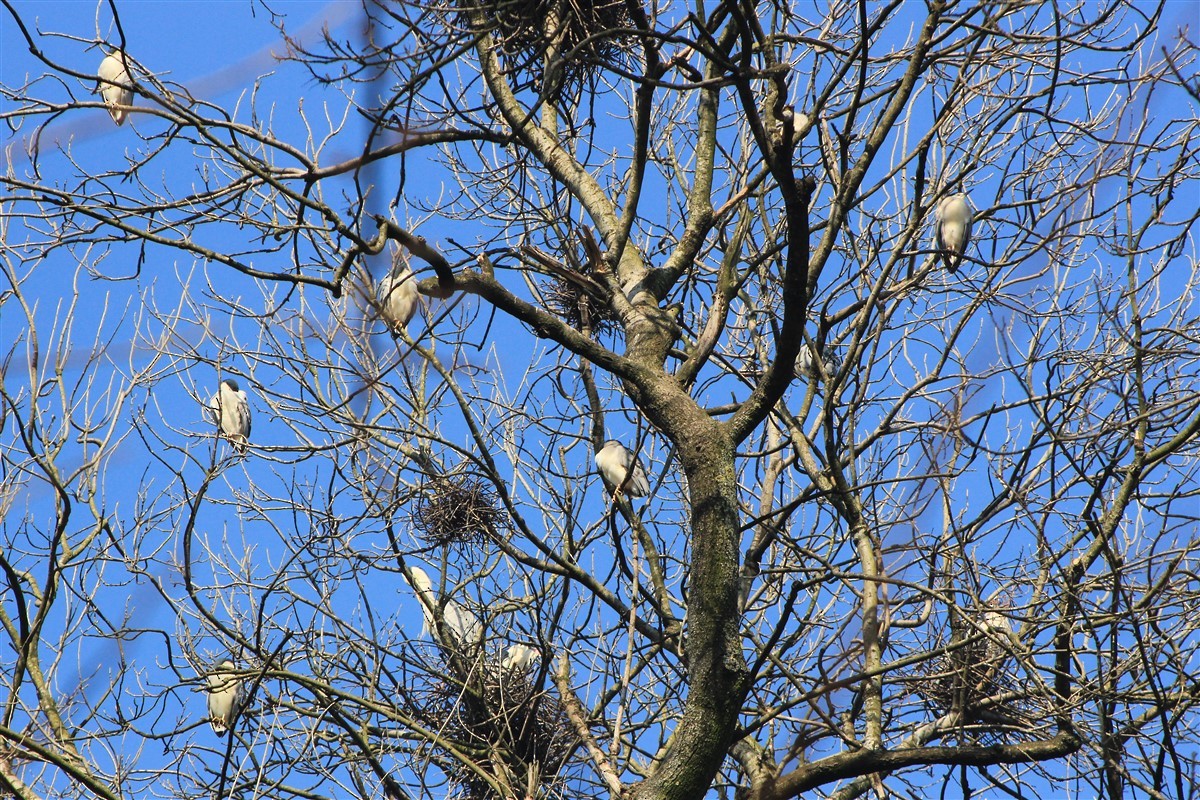 Black-crowned Night Heron - ML321611551