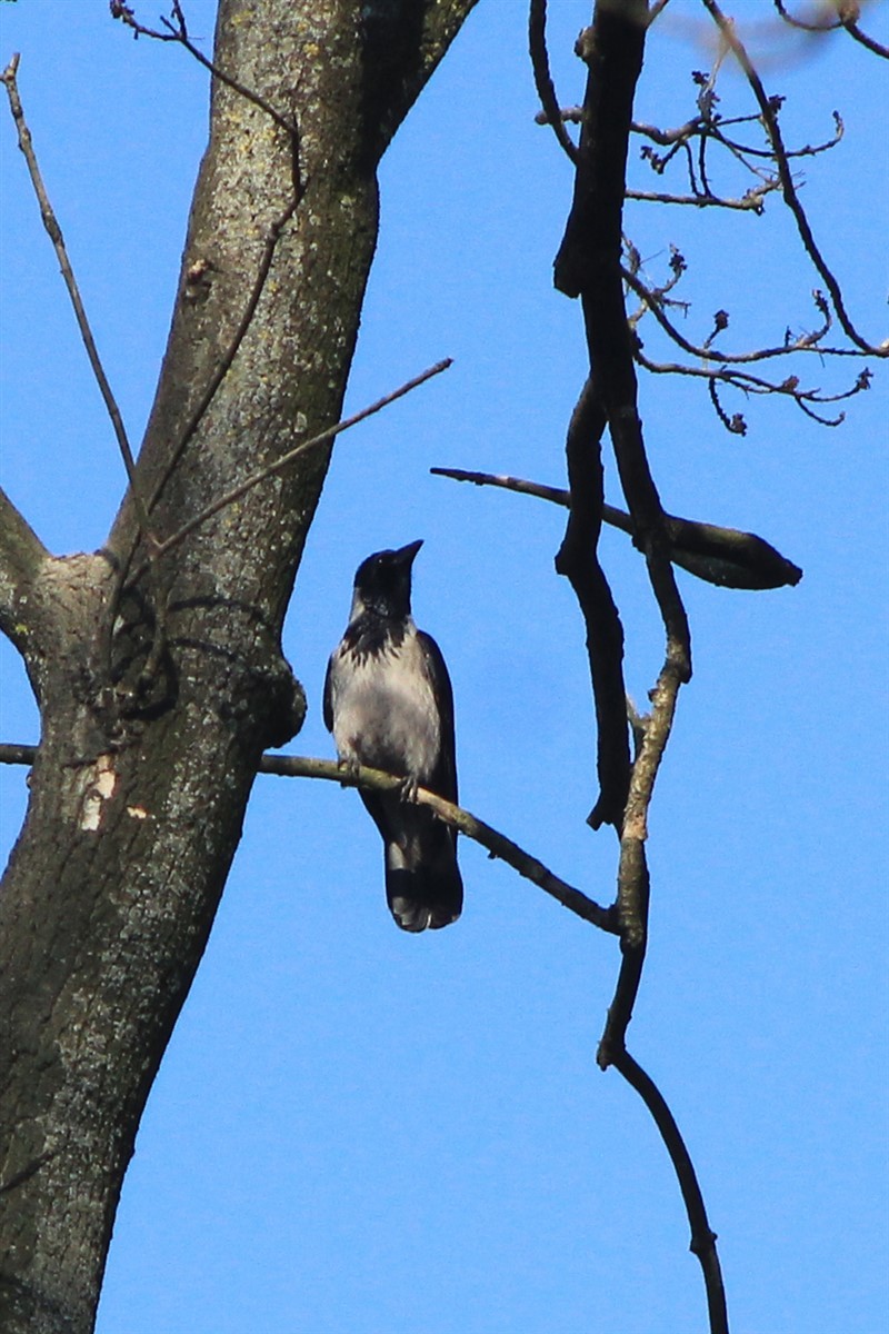 Hooded Crow - ML321611571