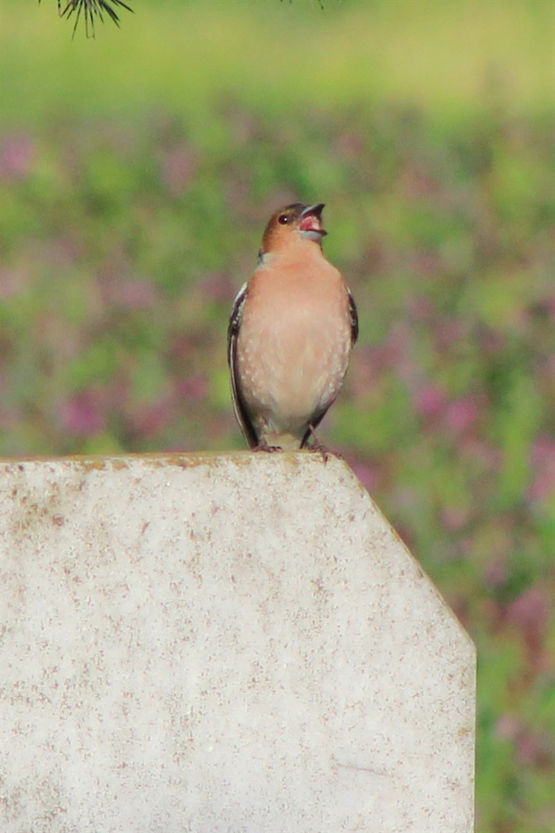 Common Chaffinch - ML321611581