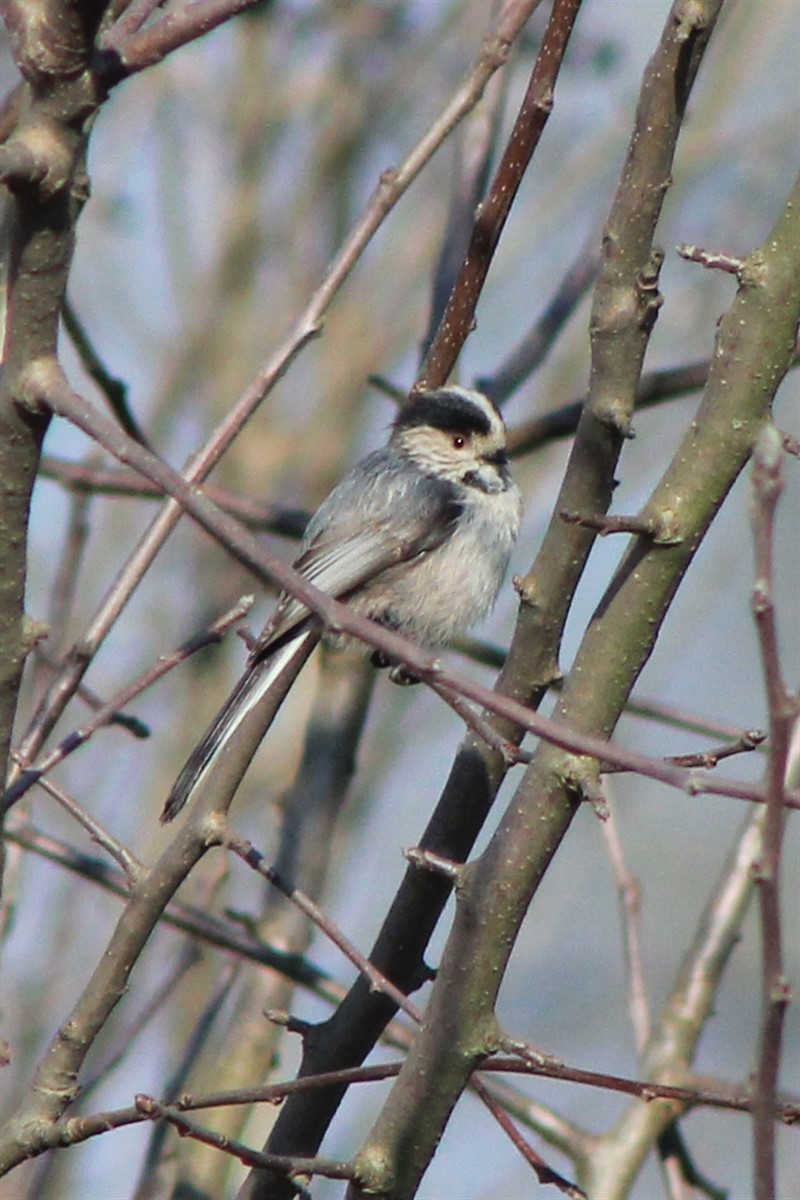 Long-tailed Tit - ML321611601